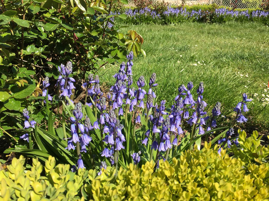 Hyacinthoides hispanica photo